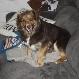 Lady - Toy Australian Shepherd