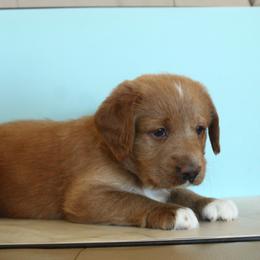 Poppy - Gold female Labradoodle puppy in Apache Junction, Arizona from Loving Doodle