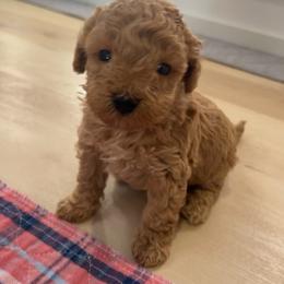 Cavapoo, Cockapoo, Goldendoodle, and Maltipoo Puppies from Perdue Puppies