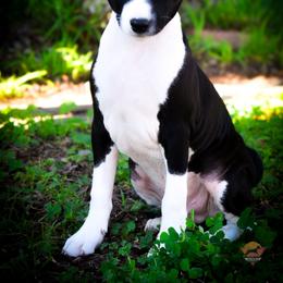 Steve - Black and white male Basenji puppy in San Diego, California from Triforce Basenjis