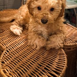 Poodle Puppies from Red Mini Poodles AZ