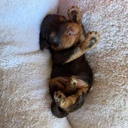 Clyde - Chocolate male Cavapoo puppy in Danielsville, Georgia from Meg's Doodles and Poodles