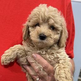 Leo - Apricot male Goldendoodle puppy in Springfield, Pennsylvania from Lesher Goodwin Goldendoodles