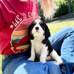 Tarot - Tri-color male Cavalier King Charles Spaniel puppy in North Smithfield, Rhode Island from Thundermist Cavaliers