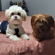 Shorkie puppies from Northern CA Shorkies