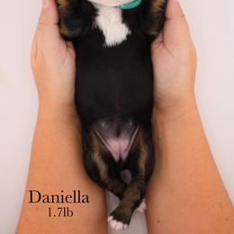 Daniella - Tri-color female Bernedoodle puppy in Comanche, Texas from Central Texas Doodles, LLC.