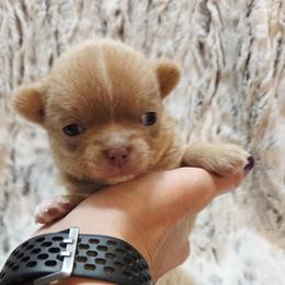 Chocolate sable - Chocolate sabled fawn male Chihuahua puppy in Richmond, Virginia from Breens