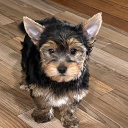 Yorkshire Terrier Puppies from Your Key Breeder