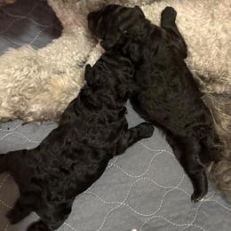 Poodle puppies from Erisse Poodles