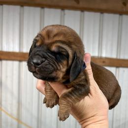Bo - Red male Bloodhound puppy in Marvell, Arkansas from Hat Creek Kennel