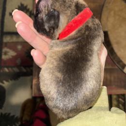 Boy 1 - male French Bulldog puppy in Livingston, Texas from Drake Home Frenchies