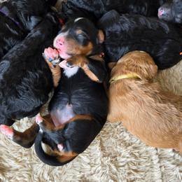 Daisy - Tri-color female Bernedoodle puppy in Ashton, Idaho from Kerr Kanine Ranch