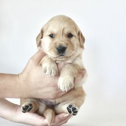 Goldendoodle, Golden Retriever, and Miniature American Shepherd Puppies from Doodalicious