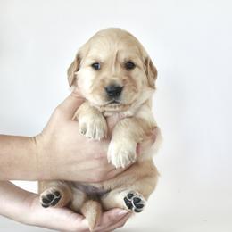 Goldendoodle, Golden Retriever, and Miniature American Shepherd Puppies from Doodalicious