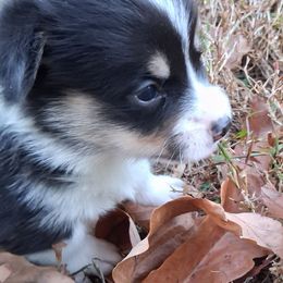 BWMALE - Black and tan male Pembroke Welsh Corgi puppy in Gaffney, South Carolina from Battlefield Kennels