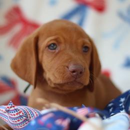 Yankee - Golden rust male Vizsla puppy in Bloomington, Indiana from Envizion