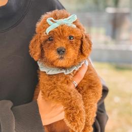 MARCIE - Red  female Goldendoodle puppy in Iola, Texas from Supreme Doodles of Texas