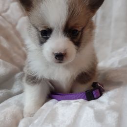 American Corgi and Pembroke Welsh Corgi Puppies from J&T Turnbull Corgis