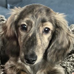 Dachshunds from Fitzpatrick's Irish Cream Doxies