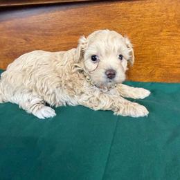 Piper - Champagne female Maltipoo puppy in Lawrenceburg, Tennessee from LUV Poodles and Maltipoos