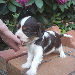 Chocolate Tri Boy - Chocolate Cavalier King Charles Spaniel puppy in Soddy Daisy, Tennessee from Cocoa Cavaliers