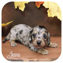 JAVA - Reserved - Black and tan female Dachshund puppy in Graceville, Florida from Misty's 101 Doxies