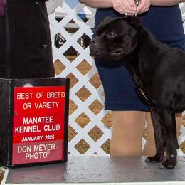 Staffordshire Bull Terriers from English Creek Staffords