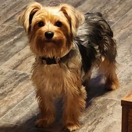 Emma - Black and tan female Morkie puppy in West Enfield, Maine from GRIFFEY'S SPA AND KENNEL