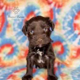 Mila - Liver female Miniature Schnauzer puppy in Happyland, Oklahoma from Fraizer Farms