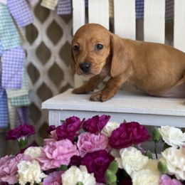 Red - Red male Dachshund puppy in Wills Point, Texas from East Mini Dachshunds Texas