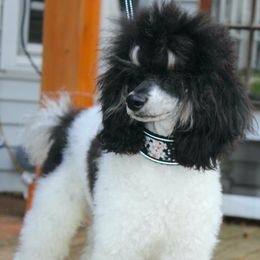 Zuri - Poodle