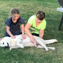 Labrador Retriever All Grown Up from High Roller Labradors