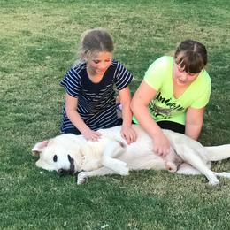 Labrador Retriever All Grown Up from High Roller Labradors