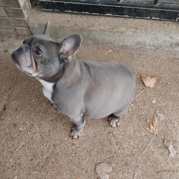 Luna - French Bulldog