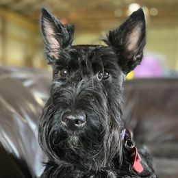 Okie - Scottish Terrier