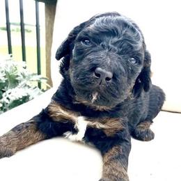 Bernedoodles, Cockapoos, and German Shorthaired Pointers from Filipiak Breeders
