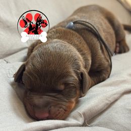 Blue Collar - Red and rust male Doberman Pinscher puppy in Canton, Ohio from Aaliyah’s Dobies