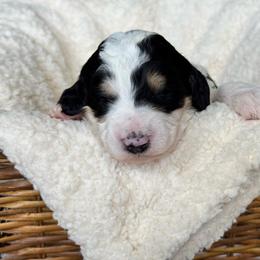Black phantom parti - Black and white female Bernedoodle puppy in Spring, Texas from At The Cross Kennel