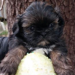 Teddy - Chocolate male Shih Tzu puppy in Arcadia, Florida from Kitsune Cuddles and kisses