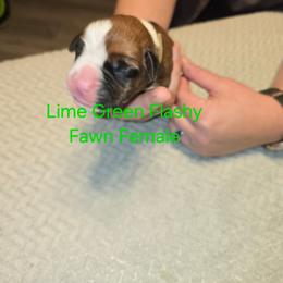 Lime green collar - Fawn female Boxer puppy in Mount Zion, Illinois from Foulk's Boxer Puppies