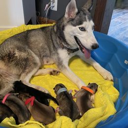 Siberian Husky Puppies from Alexandra's Siberian Huskies