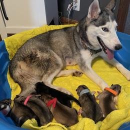Siberian Husky Puppies from Alexandra's Siberian Huskies