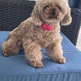 Chihuahuas, Maltipoos, and Poodles from Paradise Paws