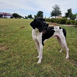 Dax - Black and white male Great Dane puppy in Arlington, Texas from Scoober Danes