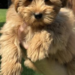 Miniature Schnauzer Puppies from K&K Precious Tx schnauzers