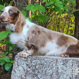 Maeve - Dachshund