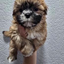 Sleepy - Red and tan male Shih Tzu puppy in Cabot, Arkansas from Borderland's Kennel