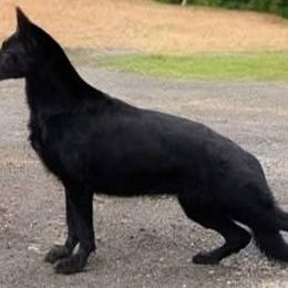 Morticia - German Shepherd