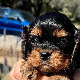 Cavalier King Charles Spaniel Puppies from Gold Country Cavaliers