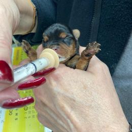 Yorkshire Terrier Puppies from Dana's Yorkies